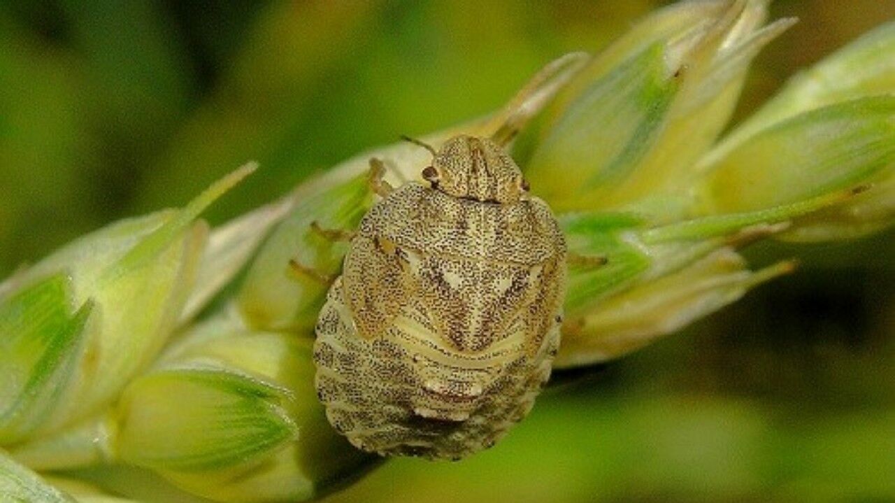 مبارزه با آفت سن مادری غلات در خراسان رضوی آغاز شد