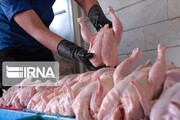 ۵۰ درصد گوشت مرغ مورد نیاز بندرعباس تامین می‌شود
