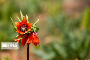 Reverse tulips in Iran