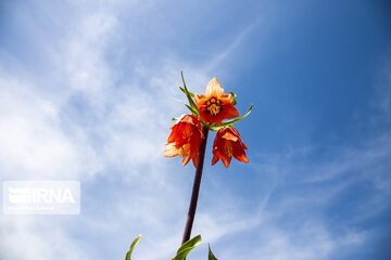 Reverse tulips in Iran