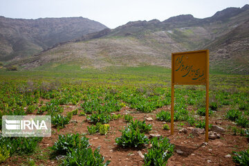 Reverse tulips in Iran