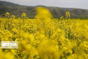 Flores de colza engalanan los campos de Jorasán del Norte