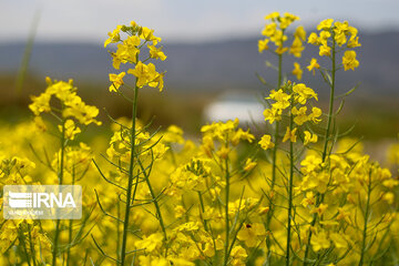 Flores de colza engalanan los campos de Jorasán del Norte