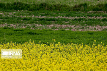 Flores de colza engalanan los campos de Jorasán del Norte