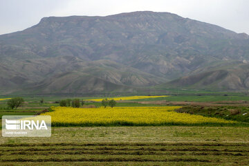 Flores de colza engalanan los campos de Jorasán del Norte