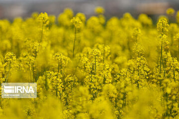 Flores de colza engalanan los campos de Jorasán del Norte