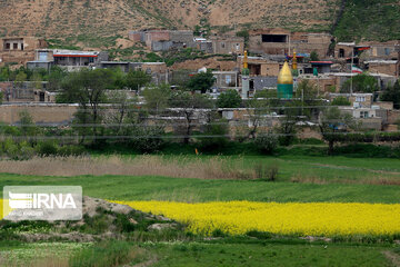 Flores de colza engalanan los campos de Jorasán del Norte