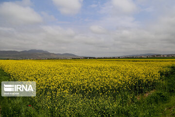 Flores de colza engalanan los campos de Jorasán del Norte