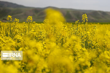 Flores de colza engalanan los campos de Jorasán del Norte