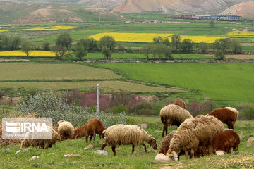 Flores de colza engalanan los campos de Jorasán del Norte