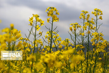 Flores de colza engalanan los campos de Jorasán del Norte