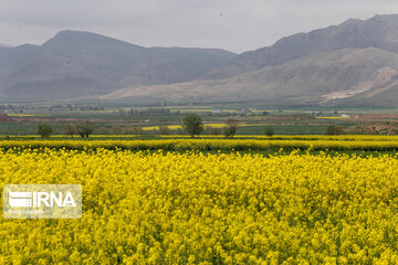 Flores de colza engalanan los campos de Jorasán del Norte