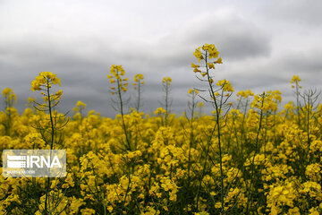 Flores de colza engalanan los campos de Jorasán del Norte