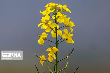 Flores de colza engalanan los campos de Jorasán del Norte