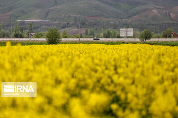 Flores de colza engalanan los campos de Jorasán del Norte