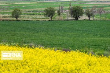 Flores de colza engalanan los campos de Jorasán del Norte