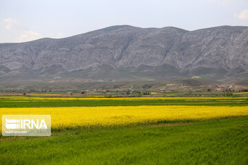 Flores de colza engalanan los campos de Jorasán del Norte