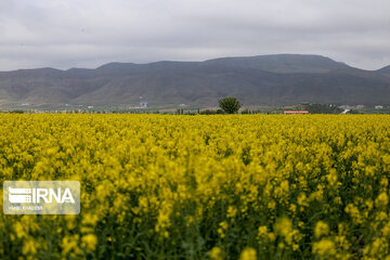 Flores de colza engalanan los campos de Jorasán del Norte