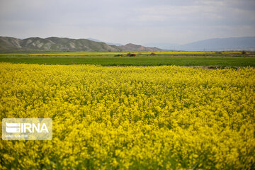 Flores de colza engalanan los campos de Jorasán del Norte