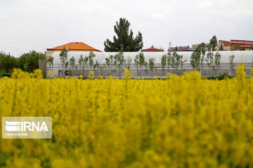 Flores de colza engalanan los campos de Jorasán del Norte