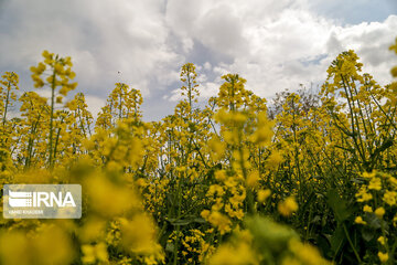 Flores de colza engalanan los campos de Jorasán del Norte