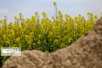 Flores de colza engalanan los campos de Jorasán del Norte