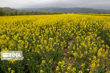 Flores de colza engalanan los campos de Jorasán del Norte