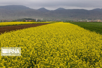 Flores de colza engalanan los campos de Jorasán del Norte