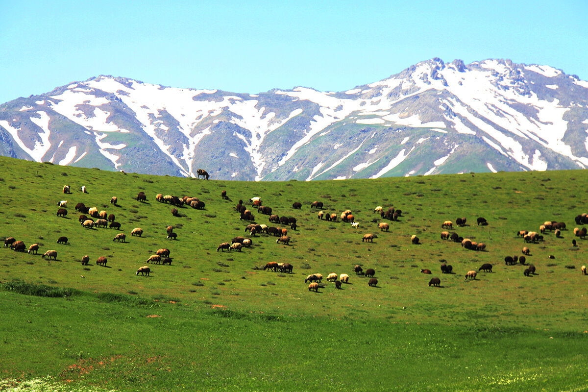 2 هزار و 500 گونه گیاهی در کردستان شناسایی شده است