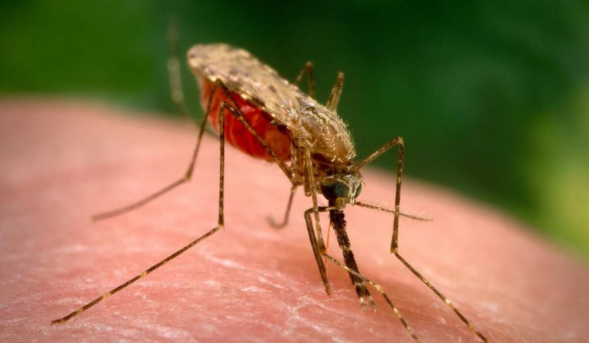 Иран имеет право на получение сертификата по ликвидации малярии
