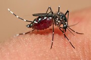 معاون دانشگاه علوم پزشکی هرمزگان: شیوع مالاریا  جاسک را تهدید می‌کند