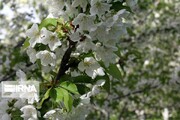 Oshnavieh cherry capital of Iran