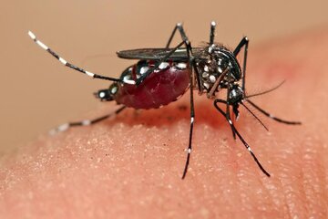 تغییر اقلیم برنامه ریشه‌کنی مالاریا در کشور را به مخاطره انداخته است