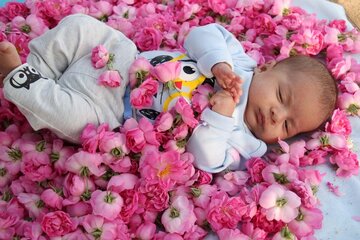 La cueillette de la rose dans la province de Yazd