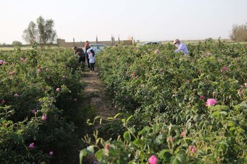 La cueillette de la rose dans la province de Yazd