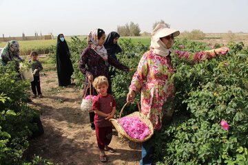 La cueillette de la rose dans la province de Yazd