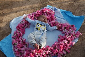 La cueillette de la rose dans la province de Yazd