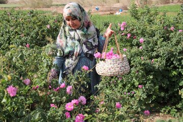 La cueillette de la rose dans la province de Yazd