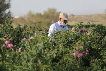 La cueillette de la rose dans la province de Yazd