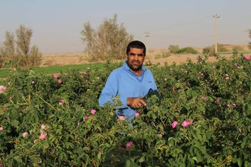 La cueillette de la rose dans la province de Yazd