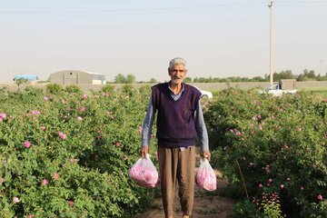 La cueillette de la rose dans la province de Yazd