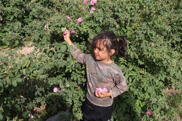 La cueillette de la rose dans la province de Yazd