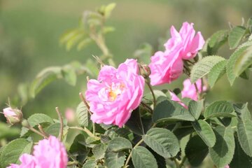 La cueillette de la rose dans la province de Yazd