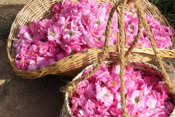 La cueillette de la rose dans la province de Yazd