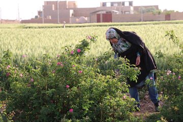 La cueillette de la rose dans la province de Yazd