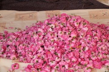 La cueillette de la rose dans la province de Yazd