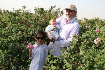 La cueillette de la rose dans la province de Yazd