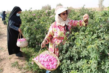 La cueillette de la rose dans la province de Yazd