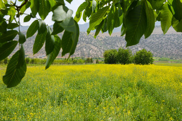 دشت های طلایی کلزا در خرم آباد