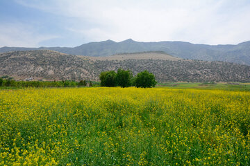 دشت های طلایی کلزا در خرم آباد